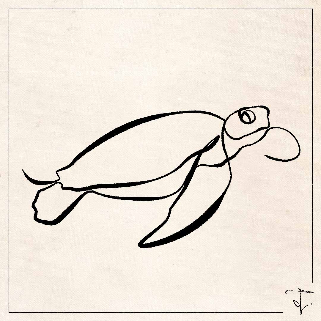 line art one line drawing lineart sketch  seaturtle sea turtle sea-turtle