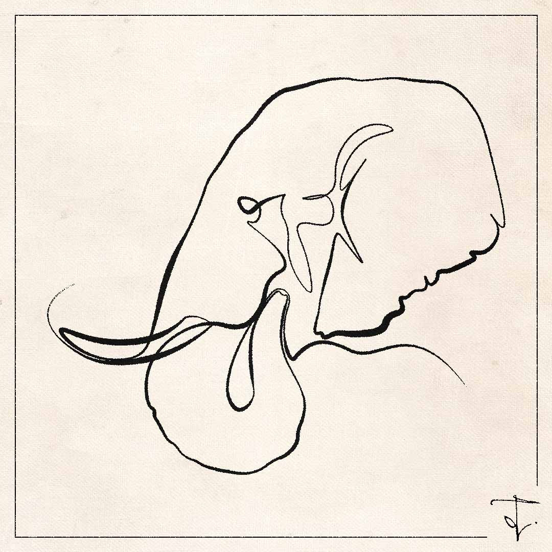 line art one line drawing lineart sketch elephant