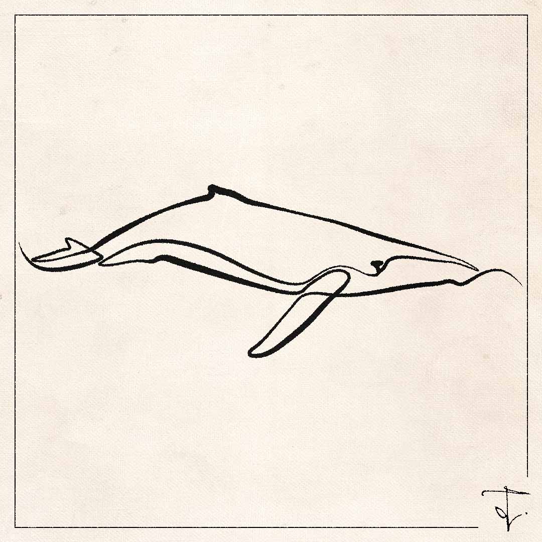 line art one line drawing lineart sketch humpback whale