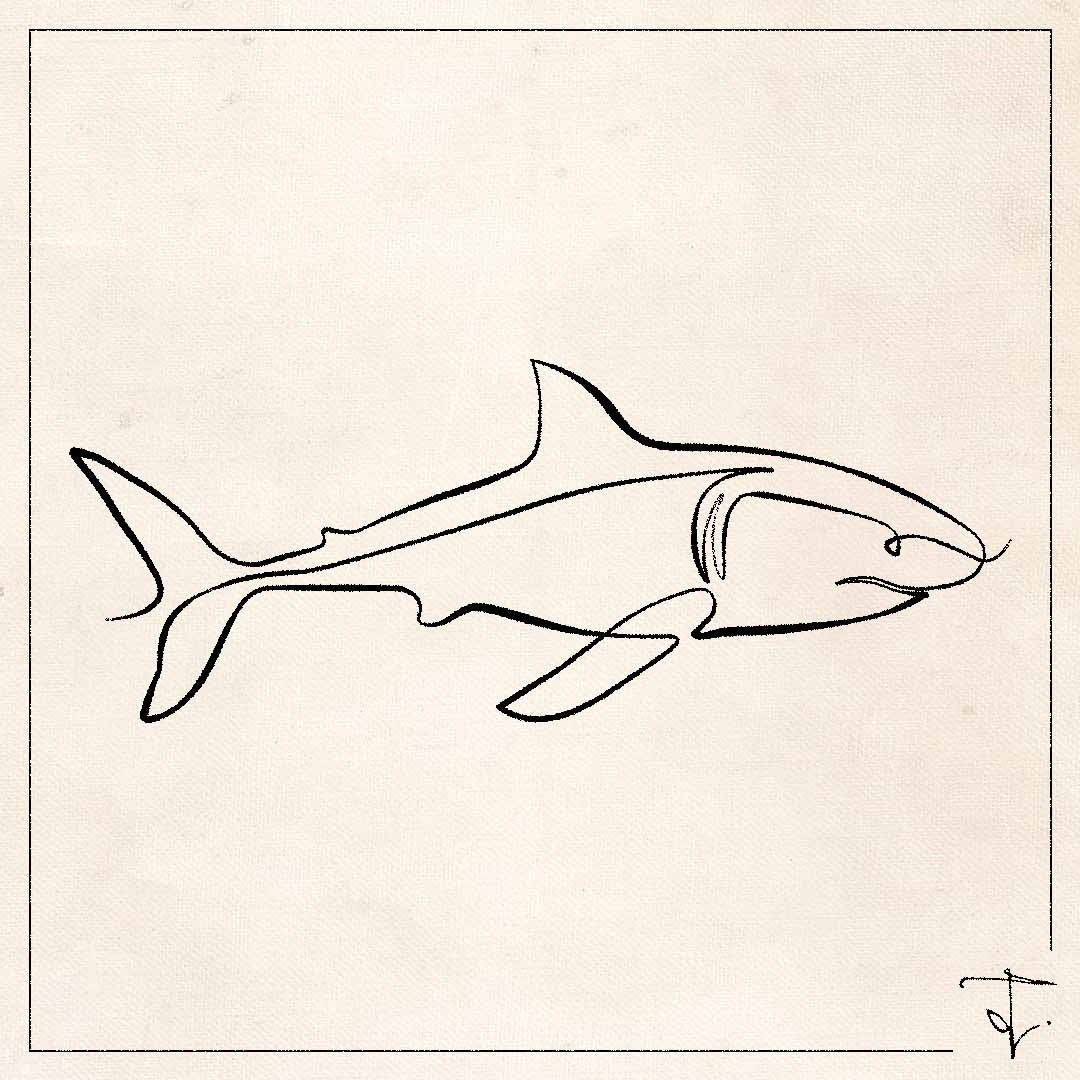 line art one line drawing lineart sketch shark ocean