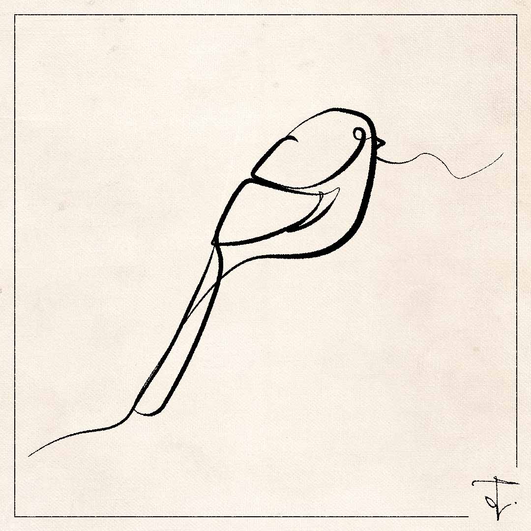 line art one line drawing lineart sketch sparrow bird